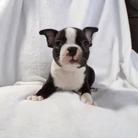AKC Male 3, a male Boston Terrier for sale in Monroe, NH – Photo 4 of 10