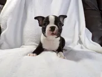 AKC Male 3, a male Boston Terrier for sale in Monroe, NH – Photo 4 of 10