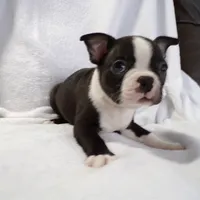 AKC Male 3, a male Boston Terrier for sale in Monroe, NH – Photo 6 of 10