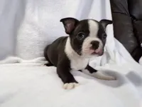 AKC Male 3, a male Boston Terrier for sale in Monroe, NH – Photo 6 of 10