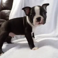 AKC Male 3, a male Boston Terrier for sale in Monroe, NH – Photo 2 of 10