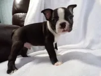 AKC Male 3, a male Boston Terrier for sale in Monroe, NH – Photo 2 of 10