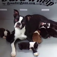 AKC Male 3, a male Boston Terrier for sale in Monroe, NH – Photo 9 of 10