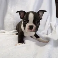 AKC Male 3, a male Boston Terrier for sale in Monroe, NH – Photo 5 of 10