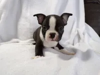 AKC Male 3, a male Boston Terrier for sale in Monroe, NH – Photo 5 of 10