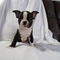 AKC Male 3, a male Boston Terrier for sale in Monroe, NH – Photo 7 of 10