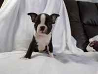 AKC Male 3, a male Boston Terrier for sale in Monroe, NH – Photo 7 of 10
