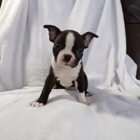 AKC Male 3, a male Boston Terrier for sale in Monroe, NH – Photo 3 of 10