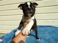 AKC Pup #1 Boy, a male Boston Terrier for sale in Monroe, NH – 3 of 8