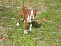 Sweetie, a male Boston Terrier for sale in Monroe, NH – 2 of 8