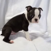 AKC Male 4, a male Boston Terrier for sale in Monroe, NH – Photo 6 of 10