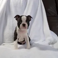 AKC Male 4, a male Boston Terrier for sale in Monroe, NH – Photo 5 of 10