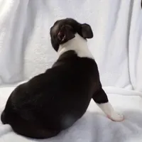 AKC Male 4, a male Boston Terrier for sale in Monroe, NH – Photo 3 of 10
