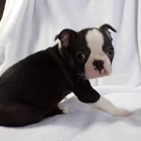 AKC Male 4, a male Boston Terrier for sale in Monroe, NH – Photo 8 of 10