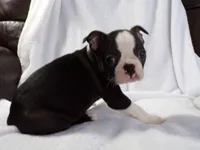AKC Male 4, a male Boston Terrier for sale in Monroe, NH – Photo 8 of 10