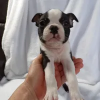 AKC Male 4, a male Boston Terrier for sale in Monroe, NH – Photo 2 of 10