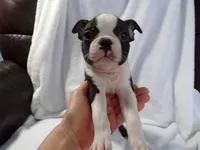 AKC Male 4, a male Boston Terrier for sale in Monroe, NH – Photo 2 of 10