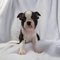 AKC Male 4, a male Boston Terrier for sale in Monroe, NH – Photo 4 of 10
