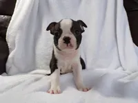 AKC Male 4, a male Boston Terrier for sale in Monroe, NH – Photo 4 of 10