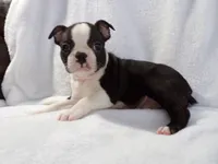 AKC Male 4, a male Boston Terrier for sale in Monroe, NH – Photo 1 of 10