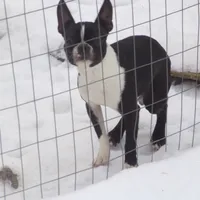 AKC Male 4, a male Boston Terrier for sale in Monroe, NH – Photo 10 of 10