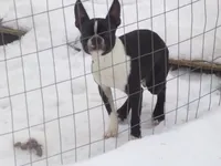 AKC Male 4, a male Boston Terrier for sale in Monroe, NH – Photo 10 of 10