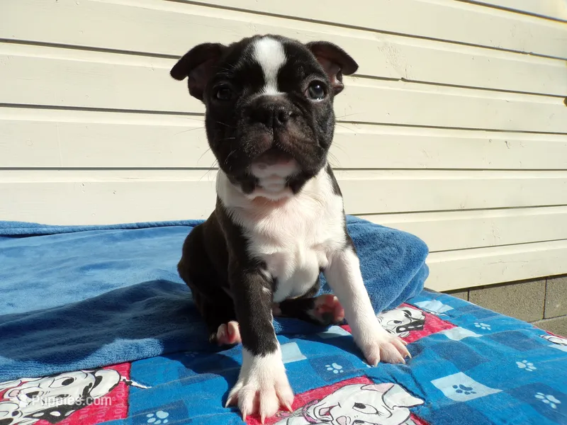 AKC Pup #1 Boy – Boston Terrier puppy for sale in Monroe, NH