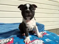 AKC Pup #1 Boy, a male Boston Terrier for sale in Monroe, NH – 1 of 8