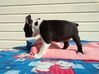 Little Girl, a female Boston Terrier for sale in Monroe, NH – 6 of 8