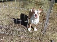 Petey, a male Boston Terrier for sale in Monroe, NH – Photo 5 of 10