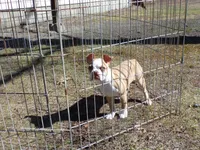 Petey, a male Boston Terrier for sale in Monroe, NH – Photo 7 of 10