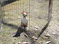 Petey, a male Boston Terrier for sale in Monroe, NH – Photo 6 of 10