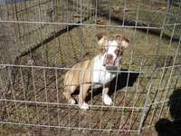 Petey, a male Boston Terrier for sale in Monroe, NH – Photo 4 of 10