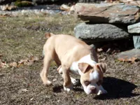 Petey, a male Boston Terrier for sale in Monroe, NH – Photo 1 of 10