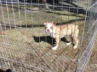 Petey, a male Boston Terrier for sale in Monroe, NH – Photo 8 of 10