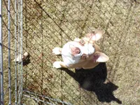 Petey, a male Boston Terrier for sale in Monroe, NH – Photo 3 of 10