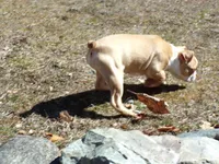 Petey, a male Boston Terrier for sale in Monroe, NH – Photo 10 of 10