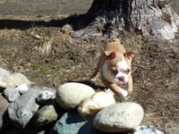 Petey, a male Boston Terrier for sale in Monroe, NH – Photo 9 of 10