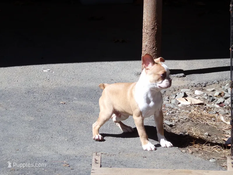 Petey – Boston Terrier puppy for sale in Monroe, NH