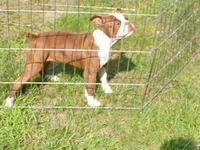 Sweetie, a male Boston Terrier for sale in Monroe, NH – 8 of 8
