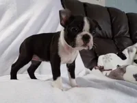 AKC Female Black/White, a female Boston Terrier for sale in Monroe, NH – Photo 4 of 10