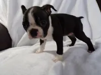AKC Female Black/White, a female Boston Terrier for sale in Monroe, NH – Photo 8 of 10