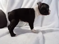AKC Female Black/White, a female Boston Terrier for sale in Monroe, NH – Photo 6 of 10