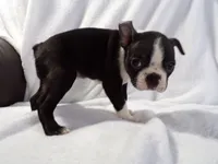 AKC Female Black/White, a female Boston Terrier for sale in Monroe, NH – Photo 7 of 10