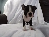 AKC Female Black/White, a female Boston Terrier for sale in Monroe, NH – Photo 5 of 10