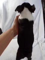 AKC Female Black/White, a female Boston Terrier for sale in Monroe, NH – Photo 3 of 10
