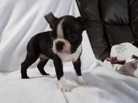 AKC Female Black/White, a female Boston Terrier for sale in Monroe, NH – Photo 1 of 10