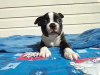 AKC Pup #2 Boy, a male Boston Terrier for sale in Monroe, NH – 5 of 8