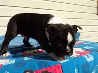 AKC Pup #1 Boy, a male Boston Terrier for sale in Monroe, NH – 5 of 8