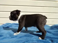 AKC Pup #2 Boy, a male Boston Terrier for sale in Monroe, NH – 6 of 8